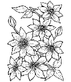 Größe P - Blume 8 x 11 cm