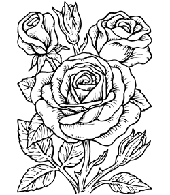 Größe P - Rose 8 x 11 cm